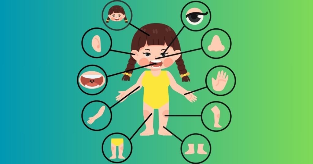 Projeto corpo humano educação infantil: Aprenda Brincando